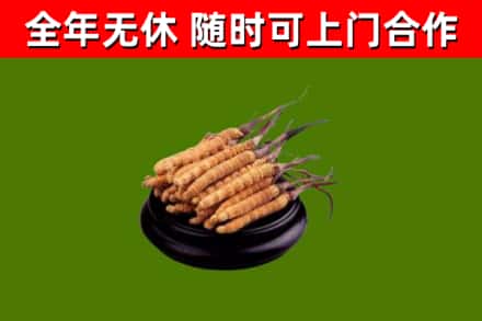 建昌县回收散虫草
