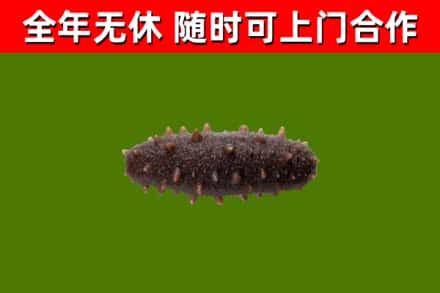 建昌县回收海参干